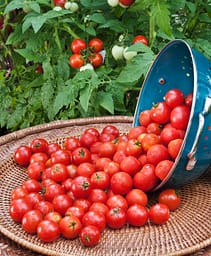 high yield tomato varieties