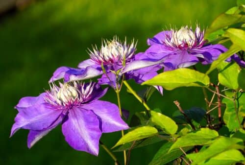 You are currently viewing Best Fertilizer For Clematis – Top 5 Choices for 2022