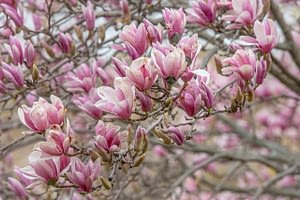 Read more about the article 10 Best Fertilizer For Magnolia Trees: 2022 Guide
