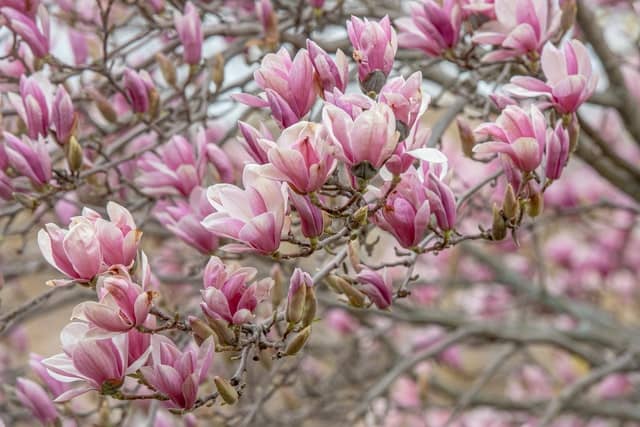 Read more about the article 10 Best Fertilizer For Magnolia Trees: 2022 Guide