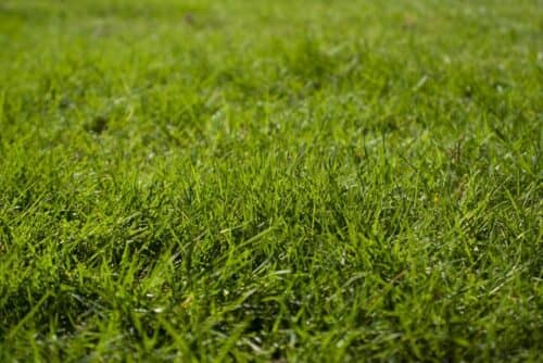 Read more about the article Best Fertilizer For Green Grass – 10 Options in 2022