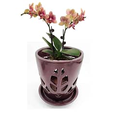 Best pots for Orchids