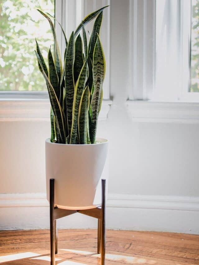 Read more about the article 5 Beautiful Pot Ideas for Your Snake Plants
