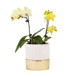 Orchid planter