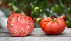 high yield tomato varieties