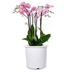 Best orchid pots