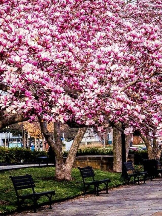 Read more about the article Everything You Need to Know About the Amazing Magnolia Tree