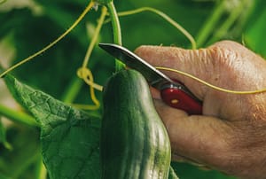 Read more about the article Best Fertilizer For Cucumber: Top 5 Choices for 2022