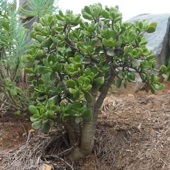 Read more about the article Best Pot For Jade Plant: 5 Beautiful Options