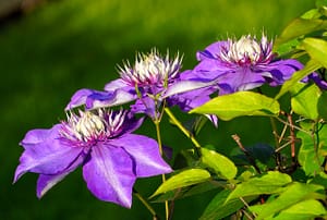 Read more about the article Best Fertilizer For Clematis – Top 5 Choices for 2022