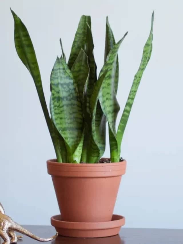 Read more about the article 8 Snake Plants That Make Perfect Houseplants
