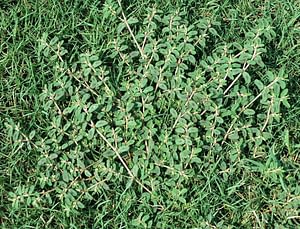 Read more about the article 6 Best Selective Herbicide For Spurge 2021