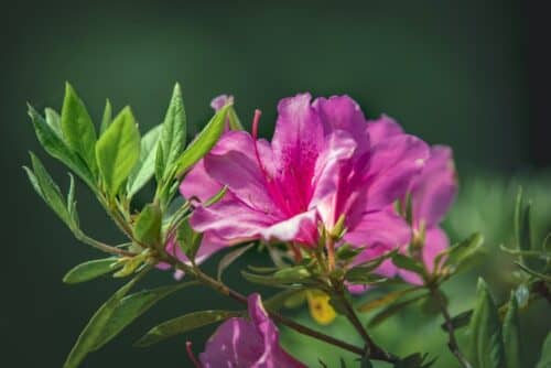 You are currently viewing Best Azalea Fertilizer – Top 5 Choices in 2022