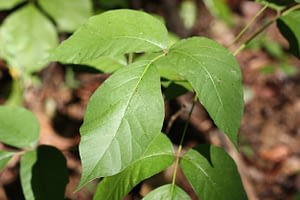 Read more about the article 10 Best Poison Ivy Killers in 2022 – Safe and Effective
