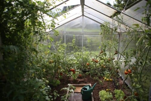 Read more about the article Best Palram Greenhouse in 2022: 5 Affordable Options