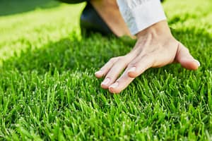 Read more about the article Best Zoysia Grass Fertilizer: 10 Choices for 2022