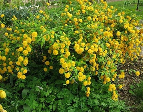 Fast Growing Evergreen Shrubs For Shade