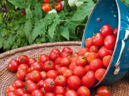 High Yield Tomato Varieties