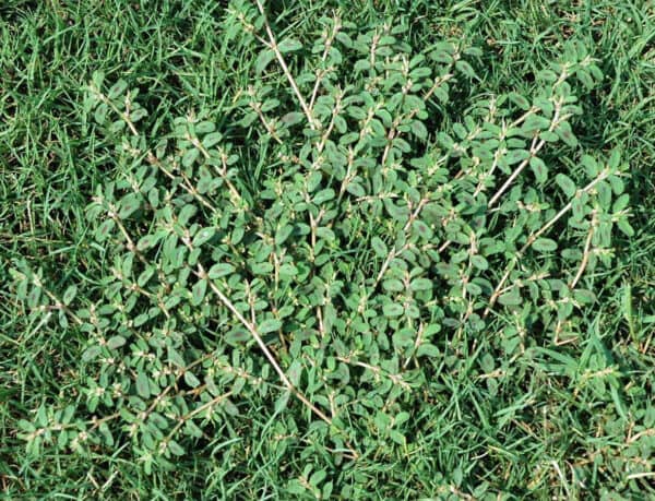 You are currently viewing 6 Best Selective Herbicide For Spurge 2021