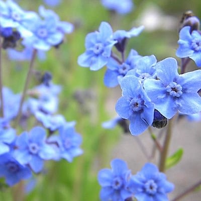 Chinese Forget Me Not: Cynoglossum Amabile