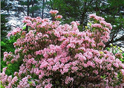 Fast Growing Evergreen Shrubs For Shade