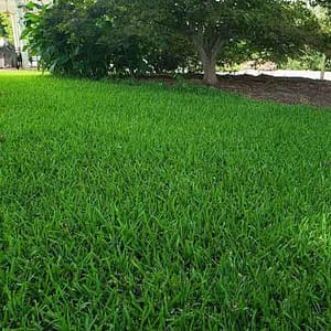 Read more about the article Best Organic Lawn Fertilizers: 5 Options in 2022